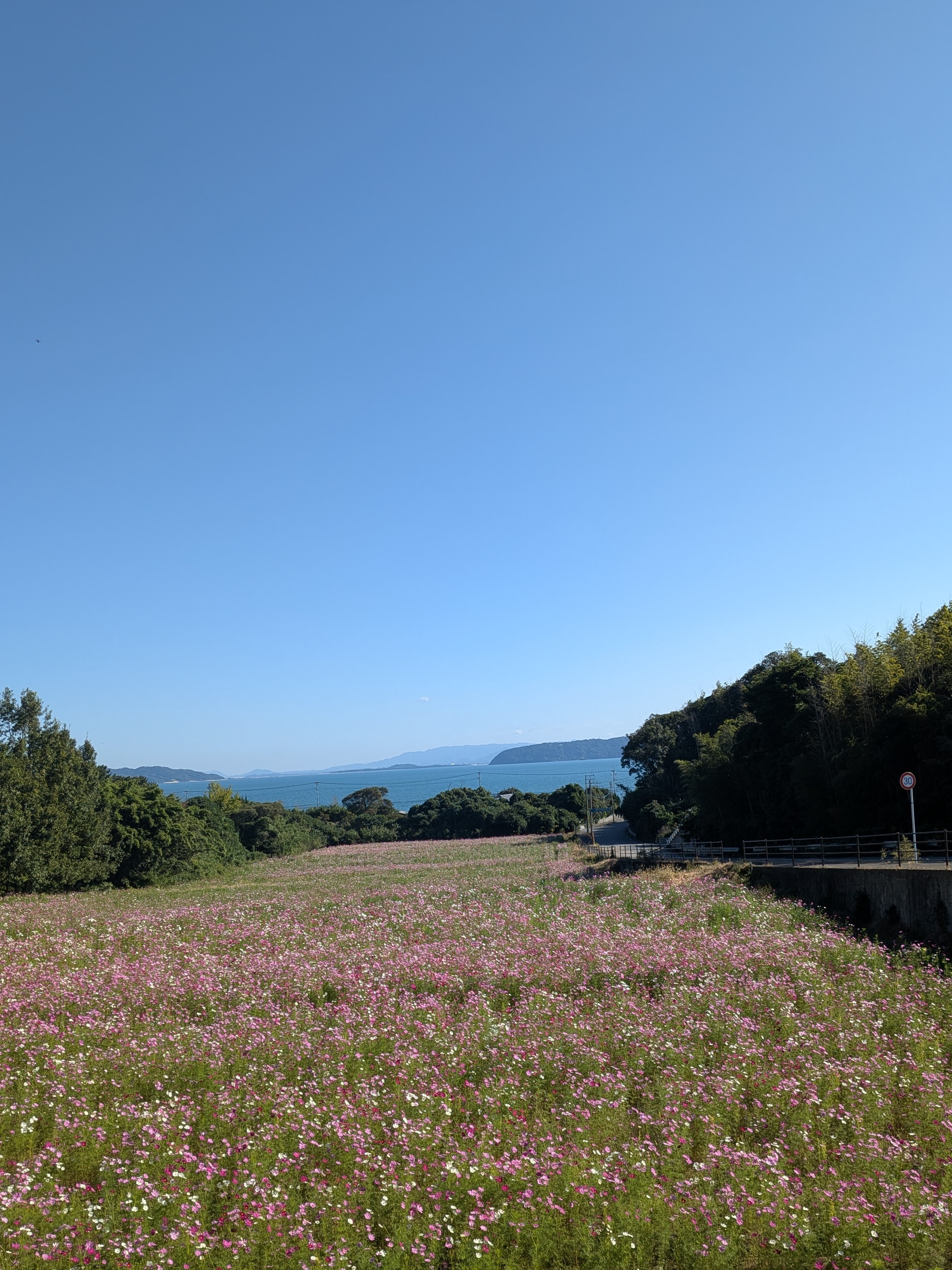 今津コスモス広場開園！｜新着情報｜川添記念病院