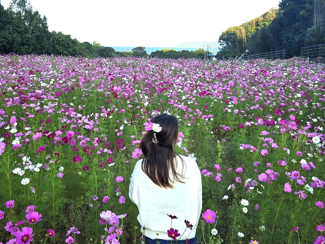 コスモス花摘み体験｜新着情報｜川添記念病院
